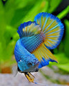 paint by numbers kit Betta Fish - Custom paint by number