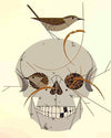 paint by numbers kit Charley Harper Skull - Custom paint by number