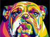 paint by numbers kit Colour Pop Series- English Bulldog