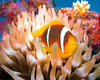 paint by numbers kit Coral Reef Fishs