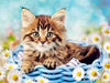 paint by numbers kit Cute Cats 10