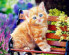 paint by numbers kit Cute Cats 14