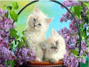 paint by numbers kit Cute Cats 18