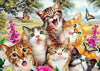 paint by numbers kit Cute Cats 5