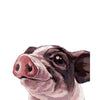 paint by numbers kit Cute pig