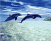 paint by numbers kit Dolphin Show In The Ocean