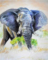 paint by numbers kit Elephant Colourful 1