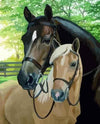 paint by numbers kit Horse 13