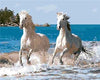 paint by numbers kit Horses 10