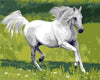 paint by numbers kit Horses 3
