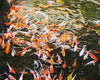 paint by numbers kit Koi Fishes On Waters
