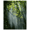 paint by numbers kit Leaves of dense forest - Custom paint by number