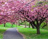 paint by numbers kit Path Park Cherry Blossoms - Custom paint by number
