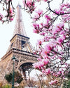paint by numbers kit Pink Blossom in Paris - Custom paint by number