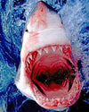 paint by numbers kit Shark Attacking