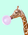 paint by numbers kit The Giraffe blowing bubble