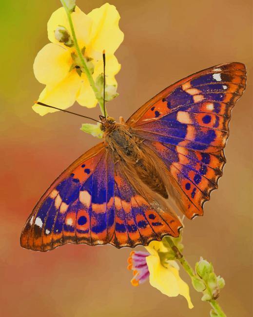 paint by numbers kit The Purple Emperor Butterfly
