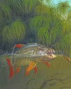 paint by numbers kit Tigerfish In Water