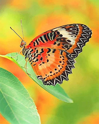 paint by numbers kit Beautiful Orange Butterfly - Custom paint by number