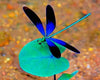 paint by numbers kit Black And Blue Dragonfly - Custom paint by number