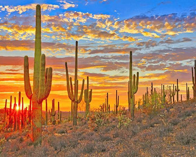 paint by numbers kit Cactus Arizona Desert - Custom paint by number