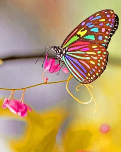 paint by numbers kit Colored Wings Butterfly - Custom paint by number