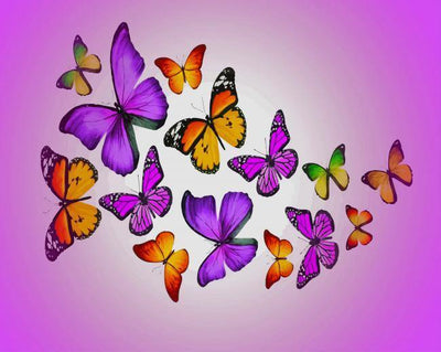 paint by numbers kit Colorful Butterflies - Custom paint by number