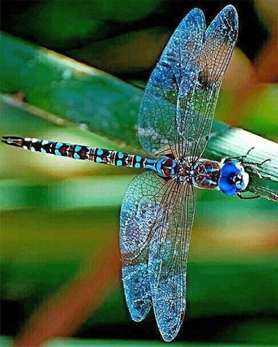 paint by numbers kit Colorful Dragonfly - Custom paint by number