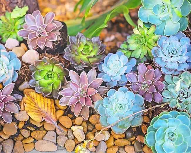 succulent paint by numbers paint by numbers kit Colorful succulents