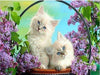 paint by numbers kit Cute Cats 18 - Custom paint by number