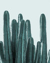 paint by numbers kit Ferns Cacti 9 - Custom paint by number