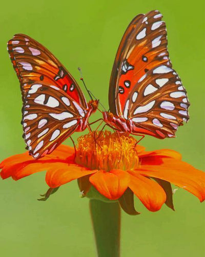paint by numbers kit Orange Monarch Butterfly - Custom paint by number
