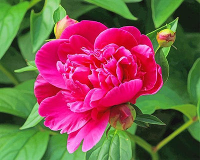 paint by numbers kit Pink Peony - Custom paint by number