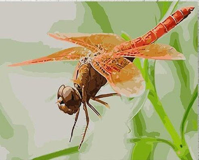 paint by numbers kit Red Dragonfly - Custom paint by number
