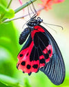 paint by numbers kit Scarlet Swallowtail Butterfly - Custom paint by number