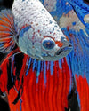 paint by numbers kit Siamese Fighting Fish - Custom paint by number