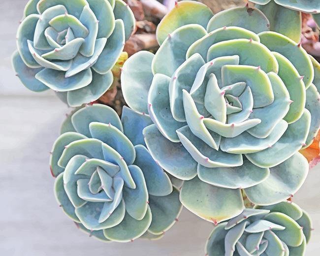 paint by numbers succulent paint by numbers kit Succulents - Shop 2500+ designs